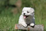 BICHON MALTAIS 063